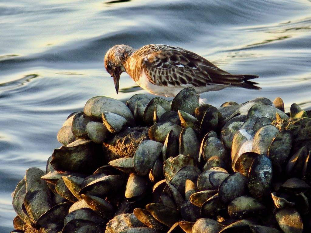 Ruddy Turnstone, Arenaria interpres by stonebird is licensed under CC BY-NC-SA 2.0.